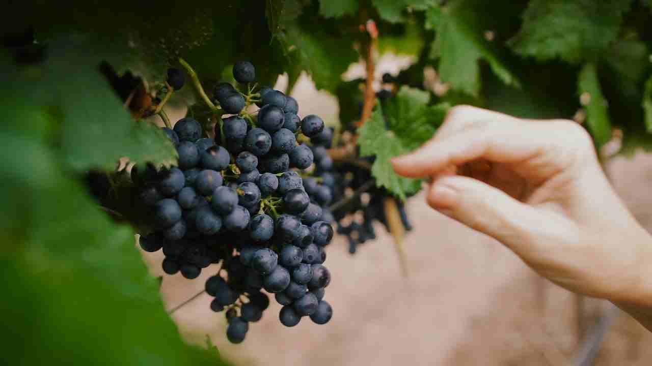 Argentina: Home of Malbec Wines