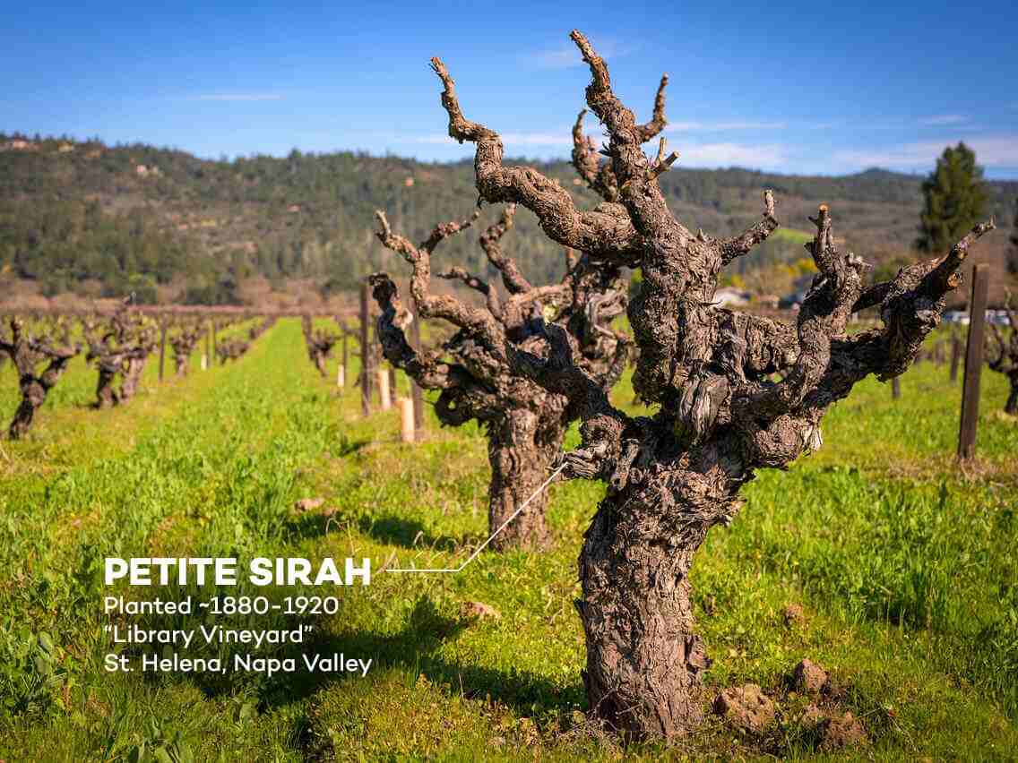 Why Old Vine Wines Are So Special
