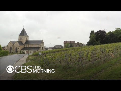 Inside the world of award-winning English wines challenging France’s dominance