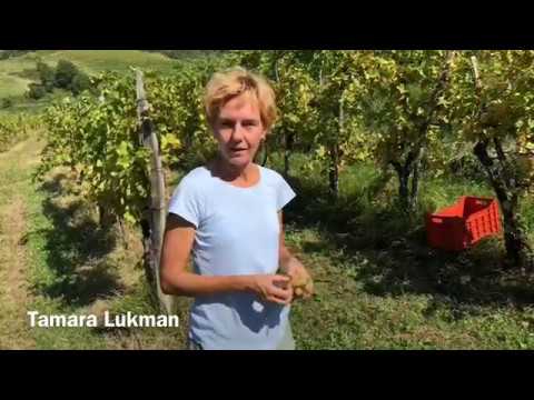 From Grapes to Natural Fermented Slovenian Wines