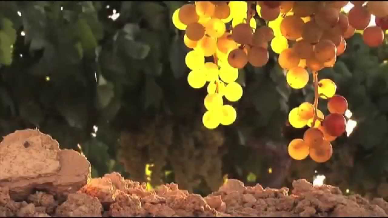 Spanish Wine Types, Culture and Regions with this fun Spain wine travel video  © MagicalSpain.com