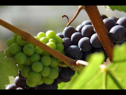 Types of Wines, here are a handful