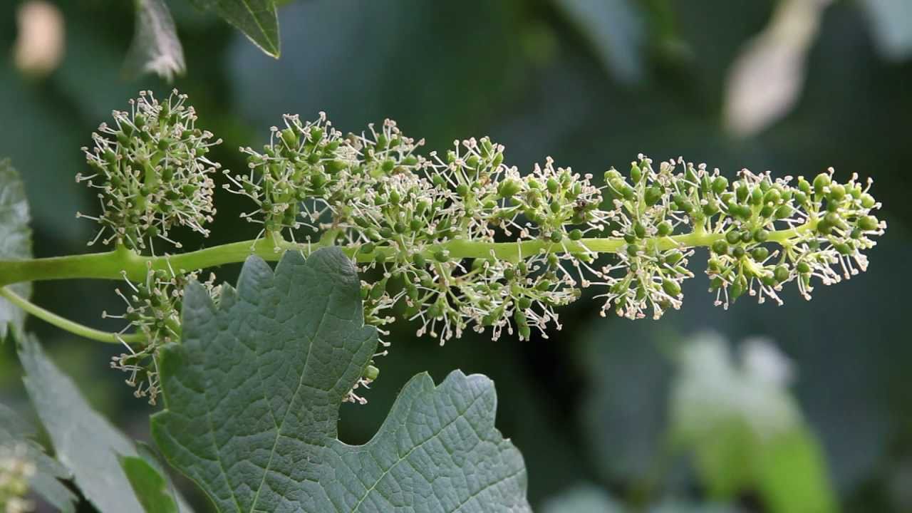2011 Grape Growing Season | Grapevine Flowering and Grape Harvest Predictions