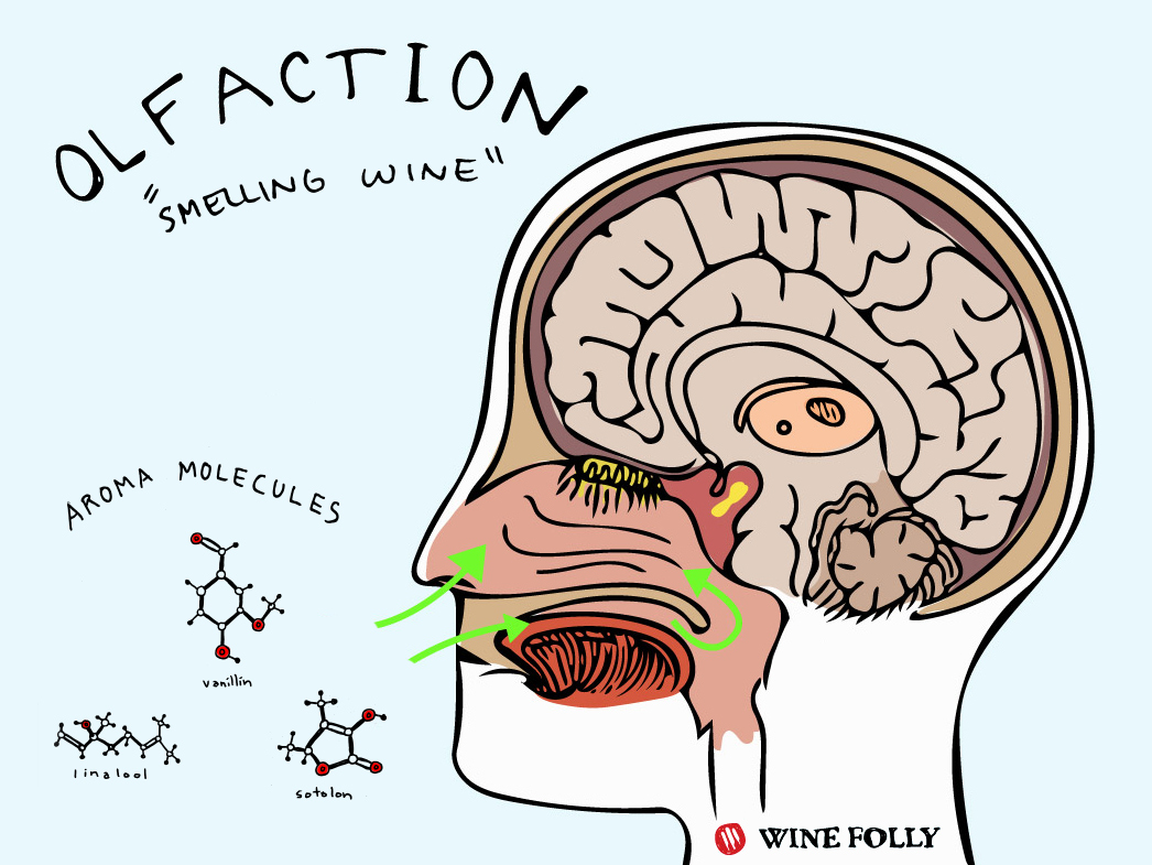Some Nifty Science to Help You Identify Wine Aromas