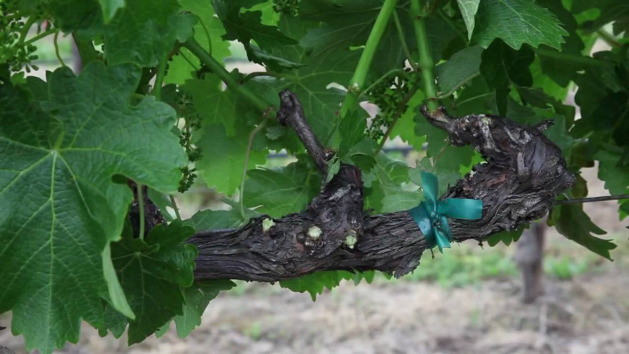 Spring Vineyard Shoot Thinning for Grapevine Canopy Management