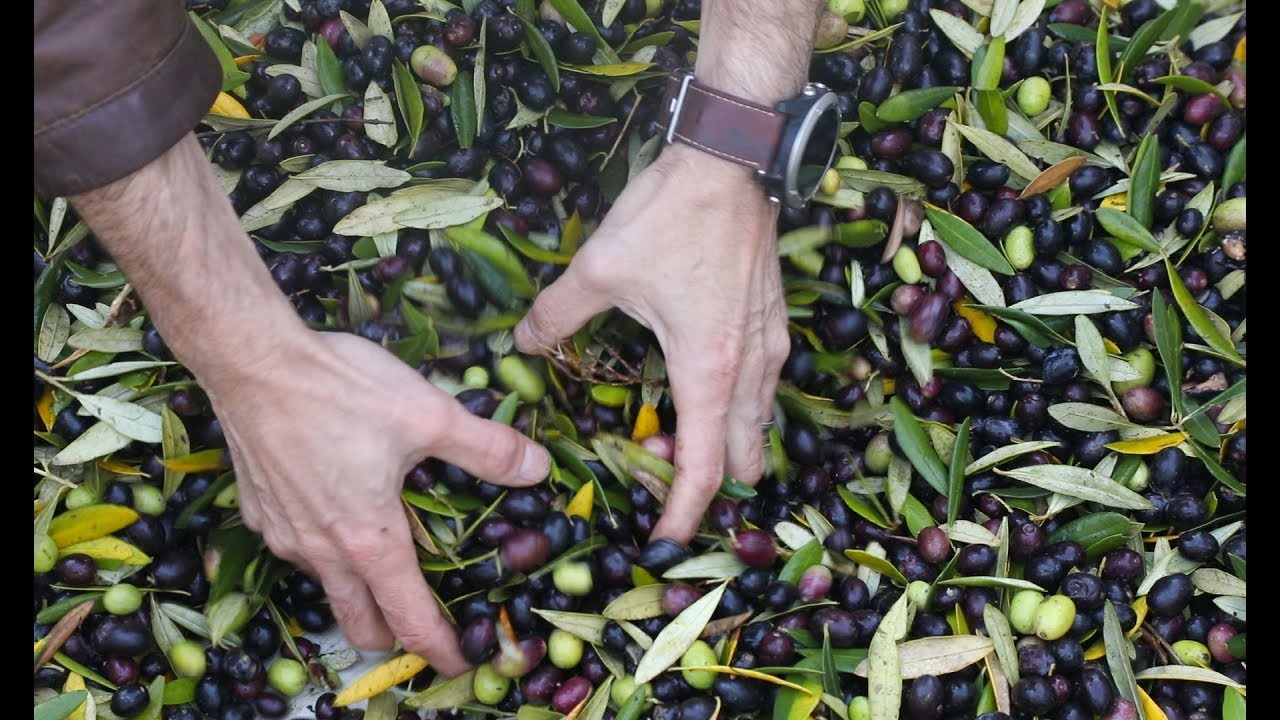 How Extra Virgin Olive Oil is Made | Olive Oil Production Educational Video