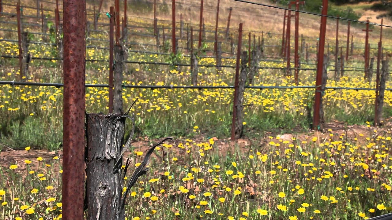 Field Grafting Grapevines | How Grapes are Grafted to Change Varieties | Wine Education Videos