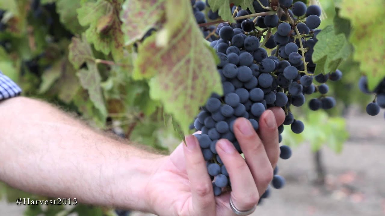 When to Pick Grapes: Grape Sampling and Sugar Testing for Jordan Winery | Winemaking Process Videos
