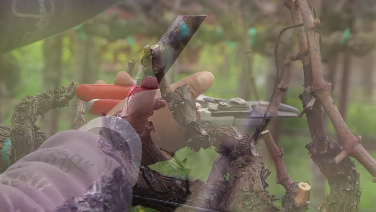 How to Trim Grapevines: When and Why to Prune Grapes