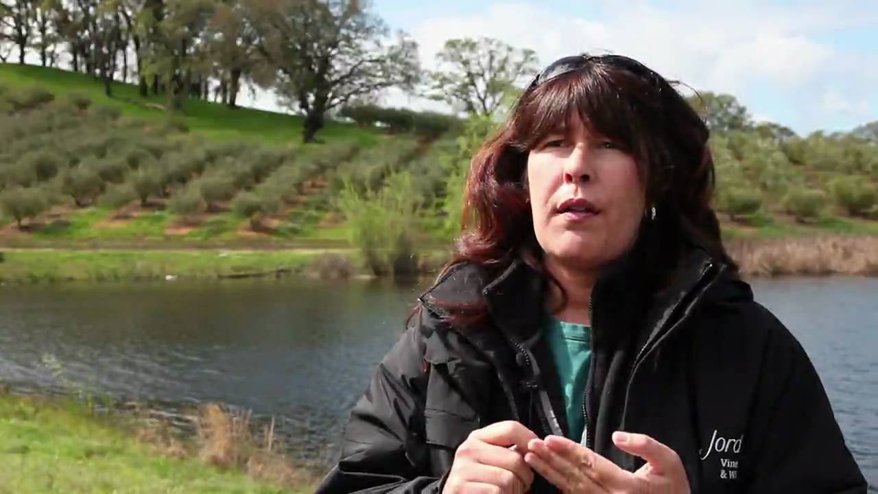 How to Prune Olive Trees Video | Olive Tree Maintenance Trimming