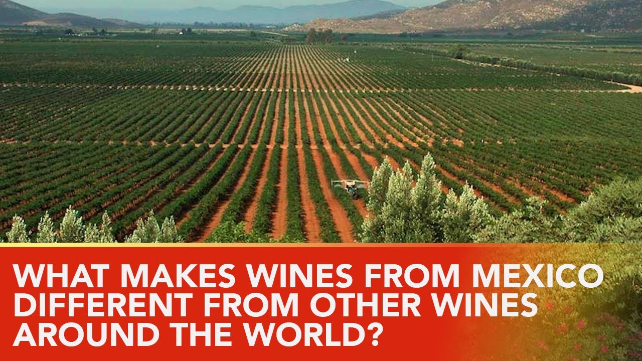 The Reason Wines From Mexico Are Unlike Any Other Wines In The World
