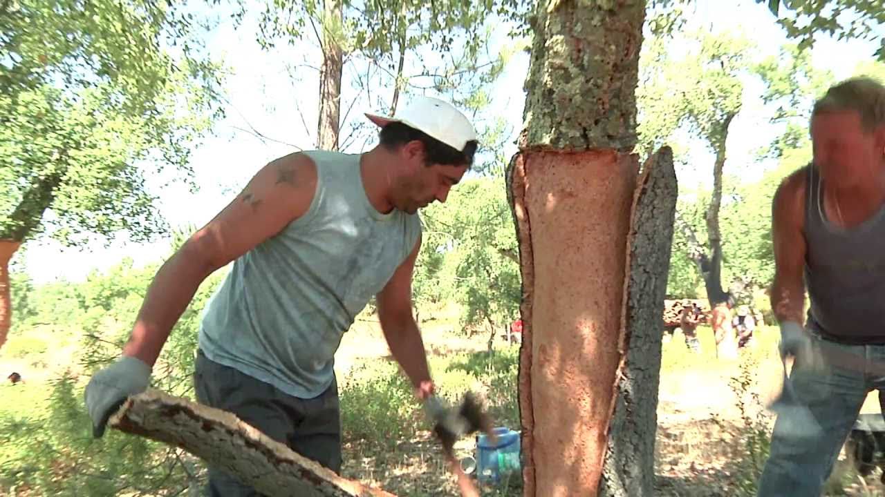 What Is Cork Made Of? Cork Harvesting | How Wine Corks Are Made