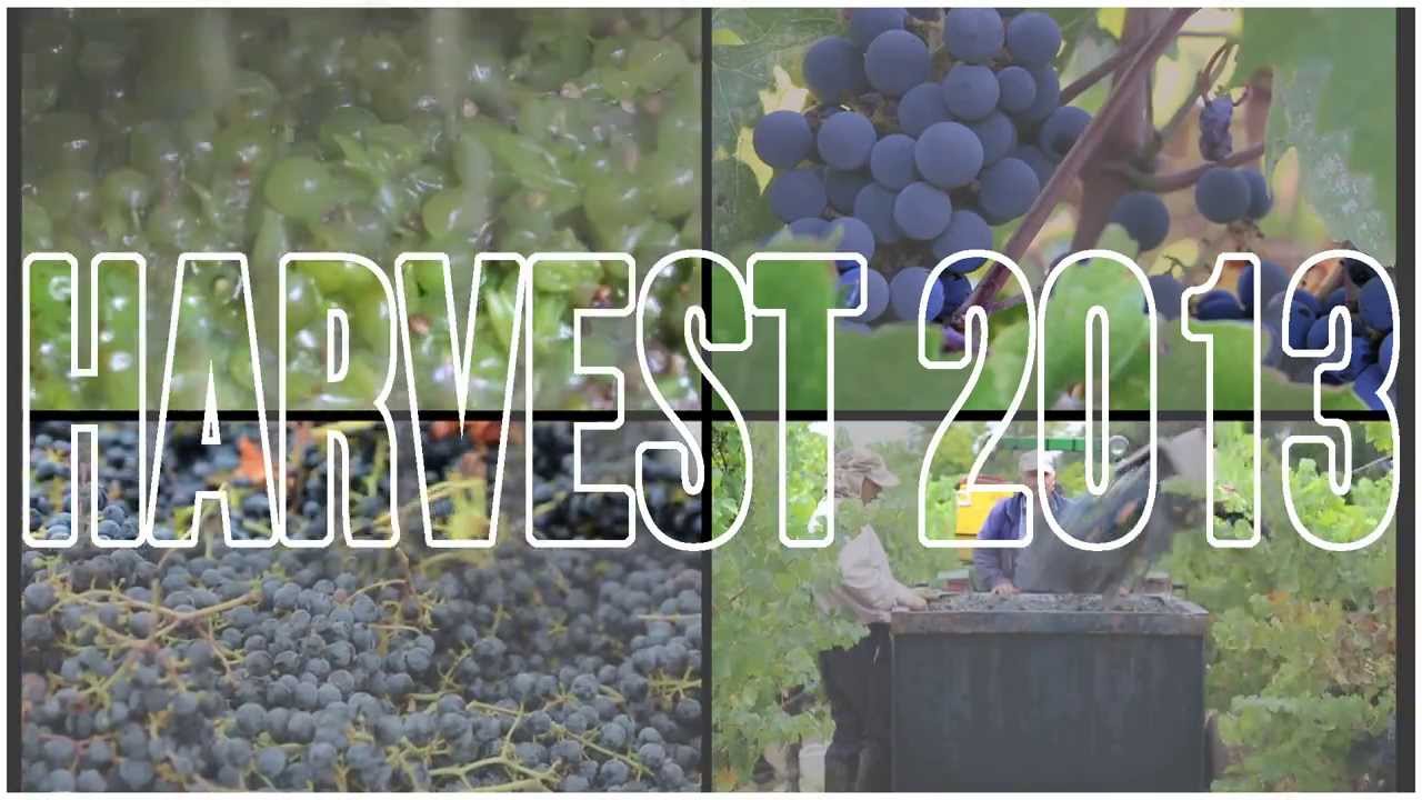 When is Grape Harvest Season? How to Make Wine at Jordan