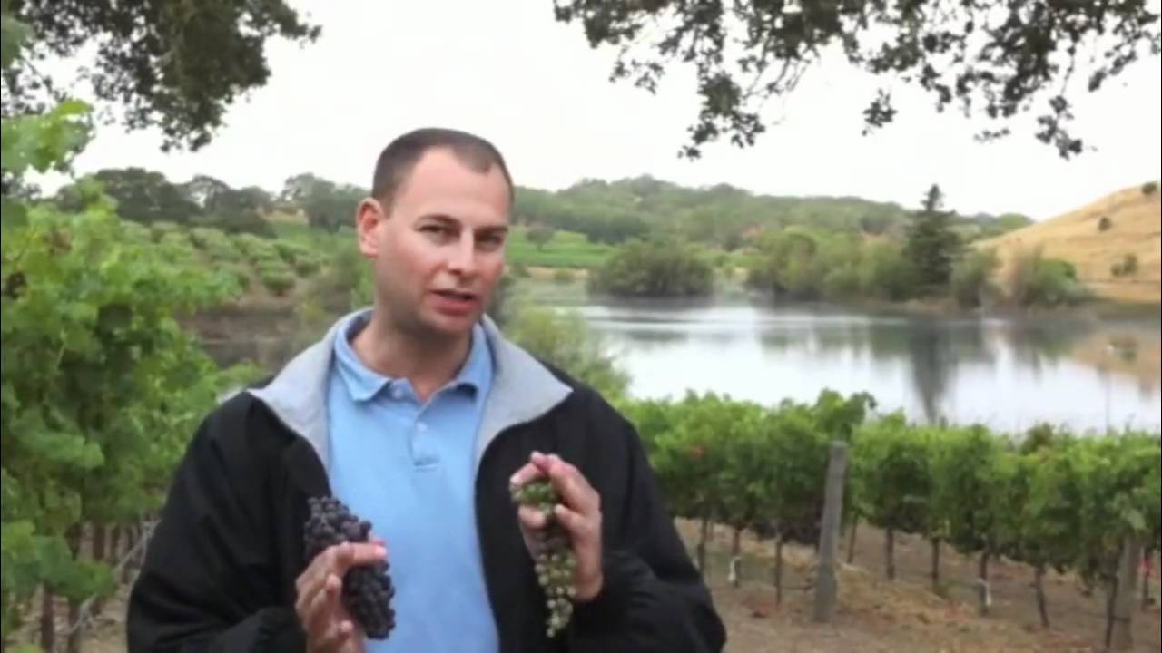 Veraison Thinning Grape Clusters in Summer | Vineyard Farming for Flavor