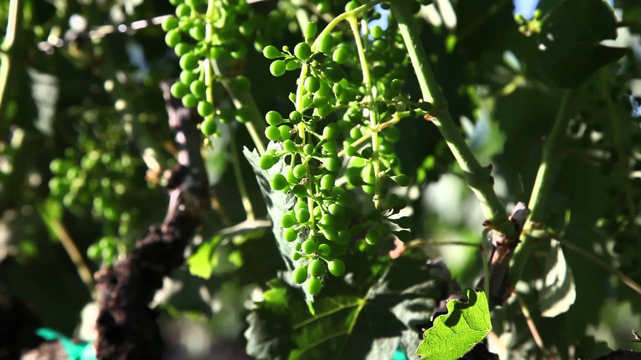 Jordan Winery: Petit Verdot Vineyard Grape Thinning Winemaking Experiment