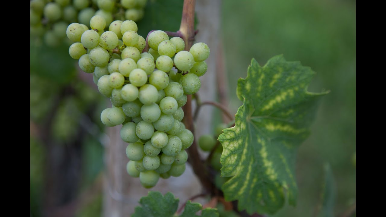 Why do old vines produce better wine grapes? (It’s the Mycorrhiza)