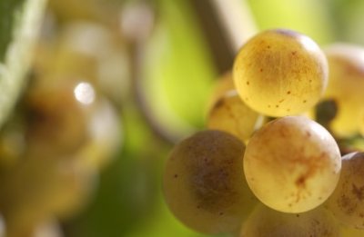Rheinhessen: Growing wine, taking responsibility