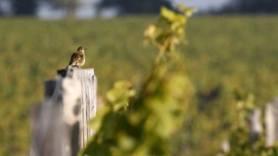 Wine and Nature in Bordeaux