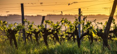 Climate Changein Bordeaux: is the wine industry ready?