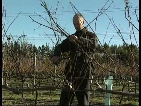 Rob Lindsay from Tresillian Wines discusses grape vine care and choosing a good wine