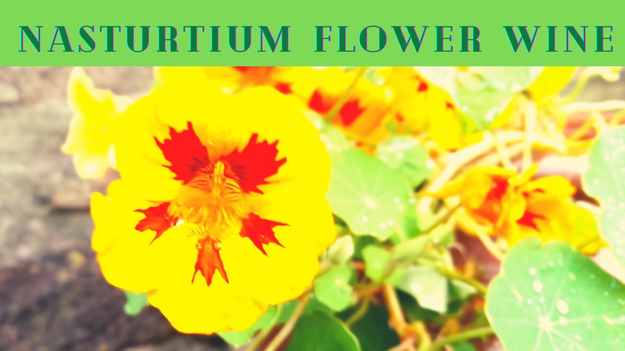 Nasturtium Flower Wine Recipe – An aromatic floral country wine