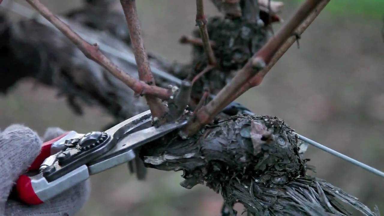 How to Prune Grapes in Winter: Double Grapevine Pruning Technique