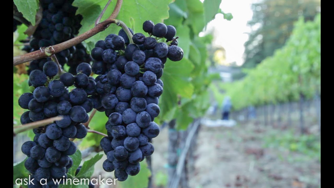 How is Pinot Noir made? From the sorting table to the fermenting tank