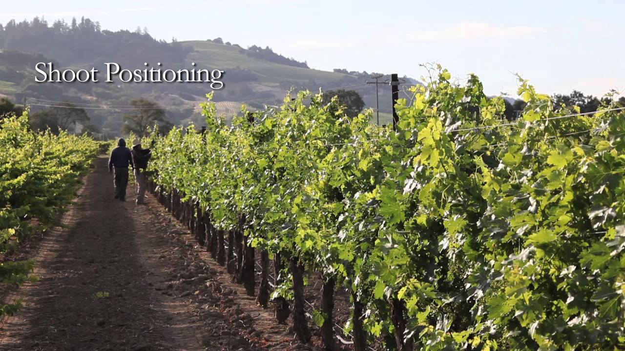 Seasons of the Vineyard: Summer (A Jordan Winery Video Series)